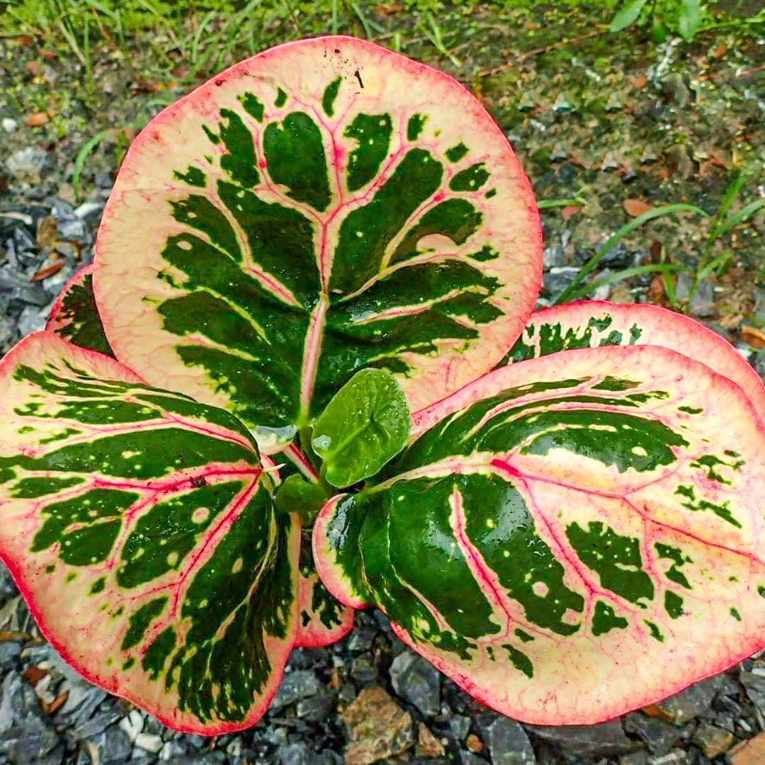 Croton CHOMPHU TAWEEP