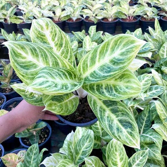 Aglaonema SILVER SPOON/CHORN NGERN