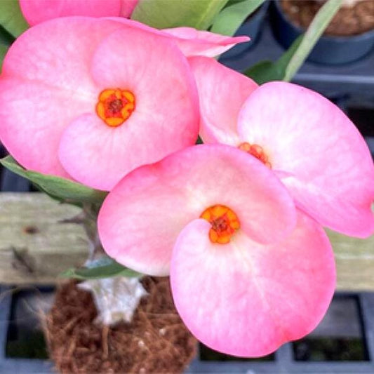 Euphorbia Milii CHOMPHU SIAM