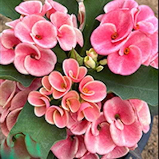 Euphorbia Milii CHOR MALEE