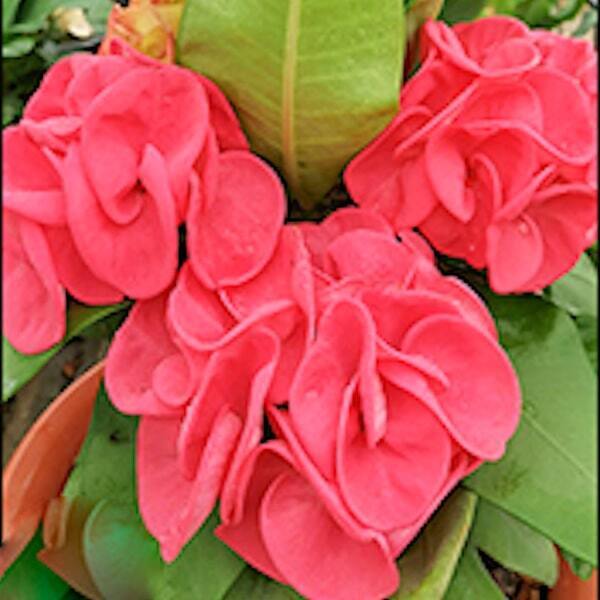 Euphorbia Milii CHU CHAI
