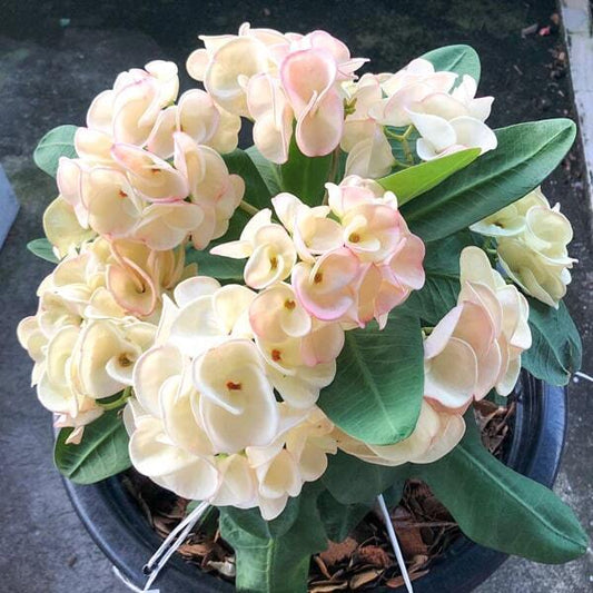 Euphorbia Milii CHU JAI