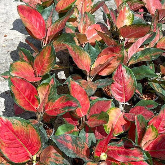 Aglaonema COCHIN ORANGE