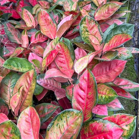 Aglaonema COCHIN SIAM
