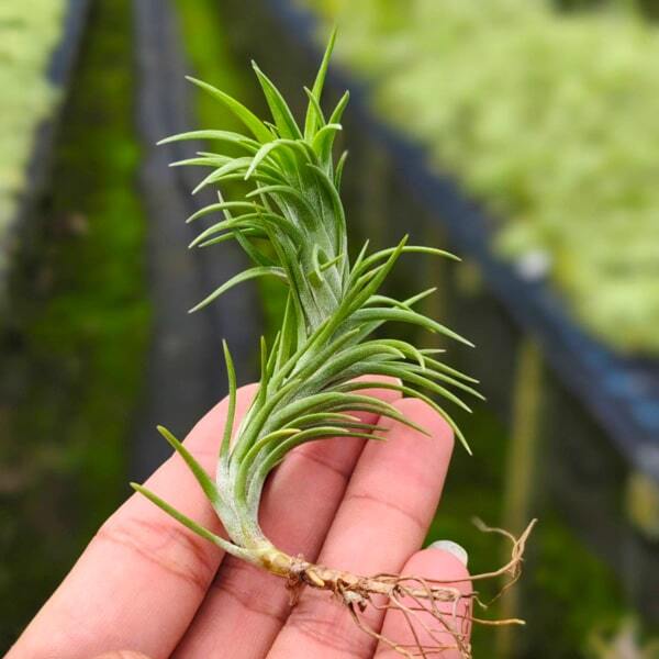Tillandsia cocoensis R