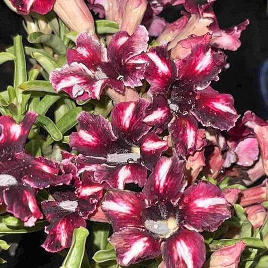 Adenium obesum COFFEE