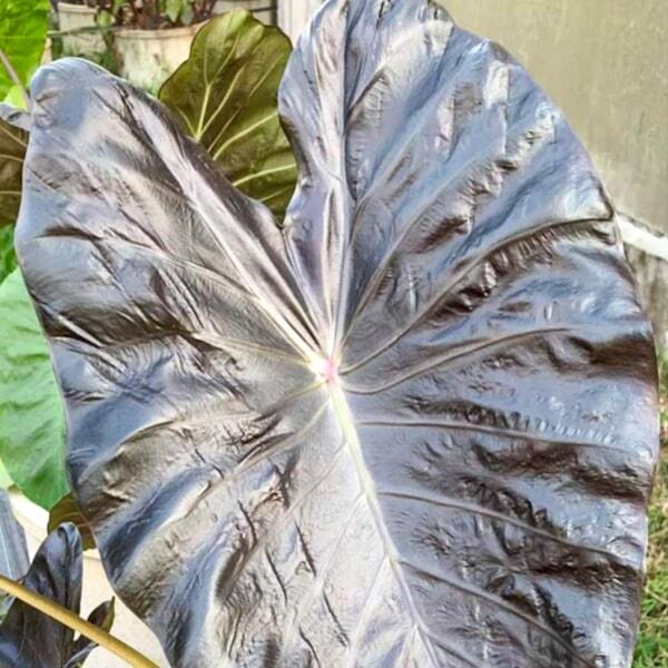 Colocasia BLACK CORAL