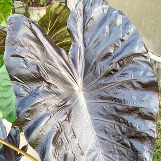 Colocasia BLACK CORAL