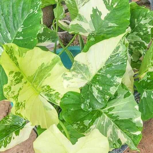 Alocasia GAGEANA ALBO VAR