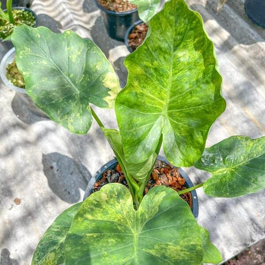 Alocasia GAGEANA AUREA VAR