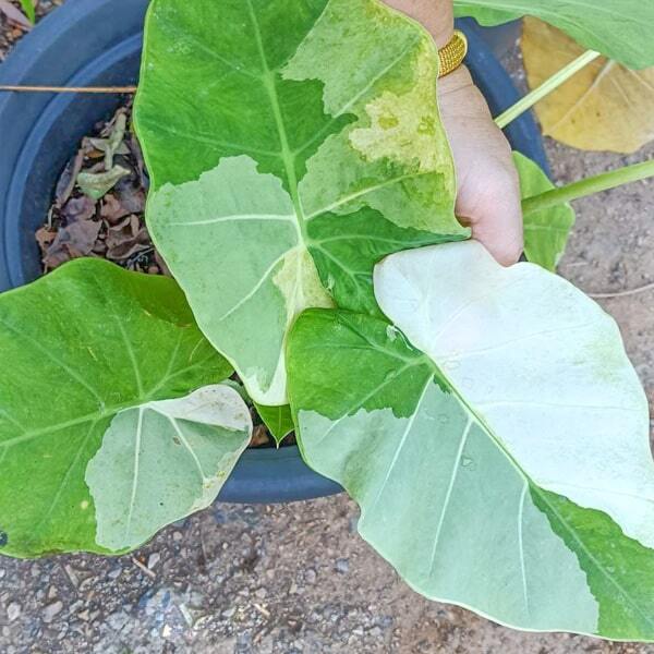 Colocasia GIGANTEA MINT