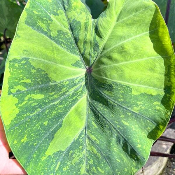 Colocasia LEMON LIME GECKO