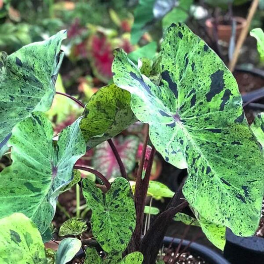 Colocasia MOJITO
