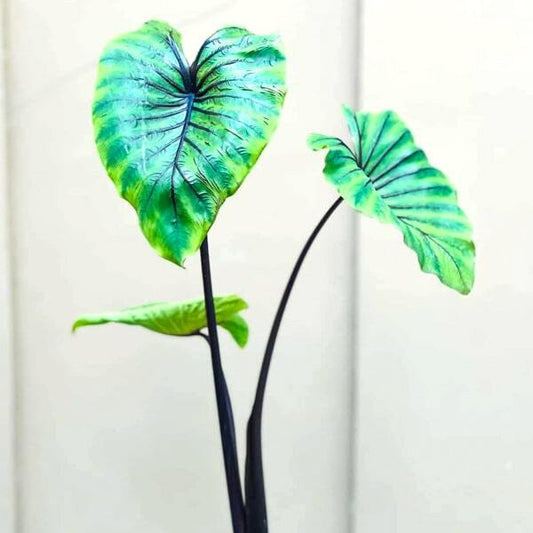 Colocasia PHARAOH'S MASK