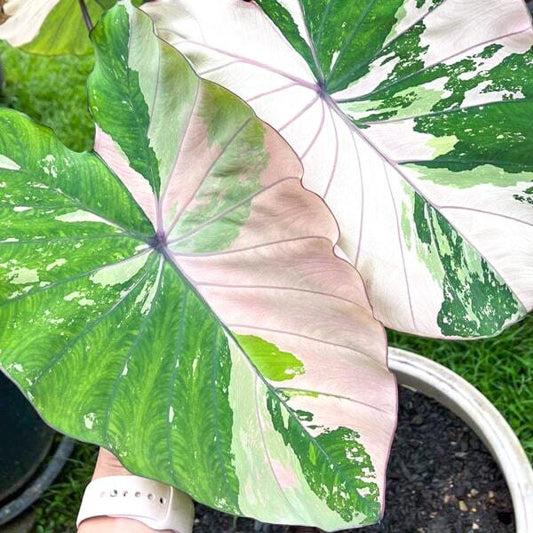 Colocasia PINK SAPPHIRE