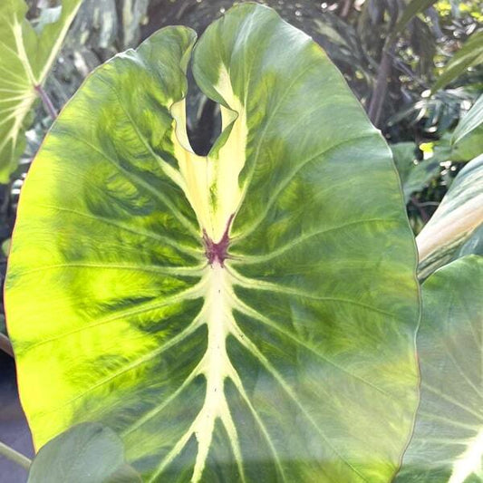 Colocasia WHITE LAVA