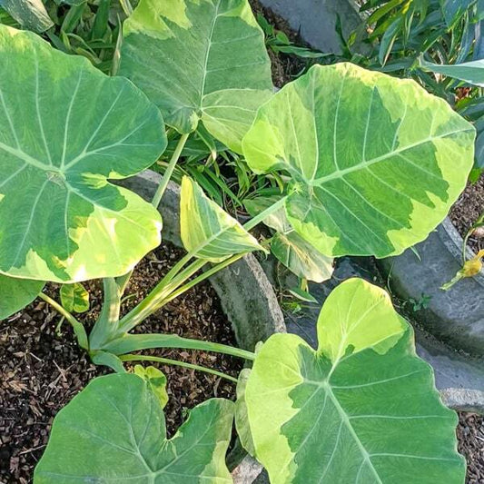 Colocasia YELLOW ANDAMAN