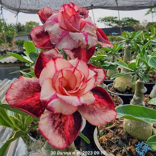 Adenium obesum COLOURFUL