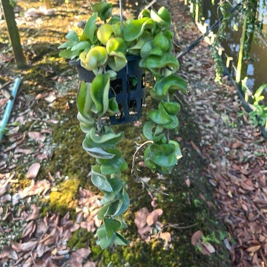 Hoya COMPACTA GREEN