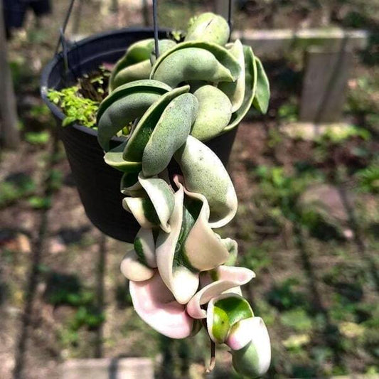 Hoya CARNOSA COMPACTA VARIEGATA