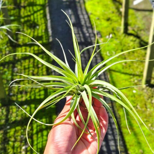 Tillandsia Widgee (concolor x brachycaulos) R
