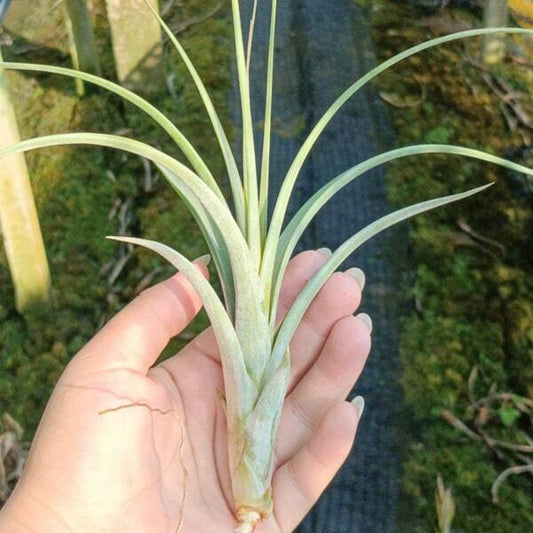 Tillandsia concolor x intermedia