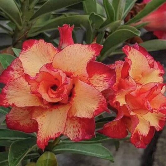 Adenium obesum COPPER