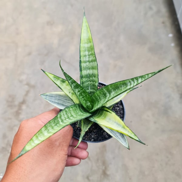 Sansevieria CORDOVA WHITE