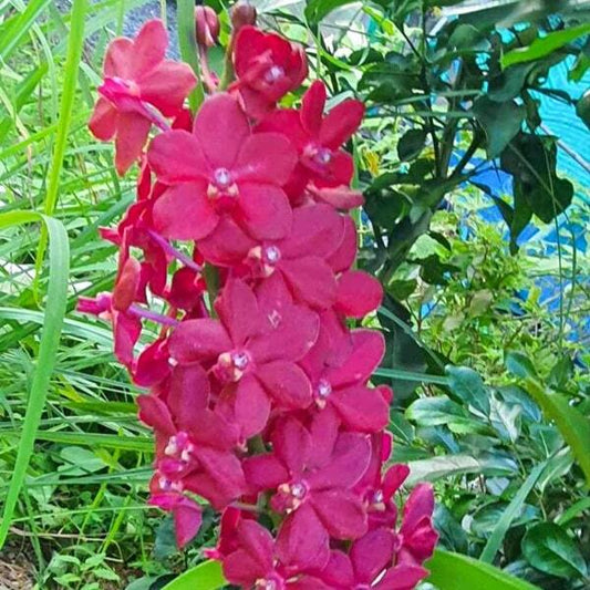 Vandachostylis orchid VAN CROWFOX REDGAM