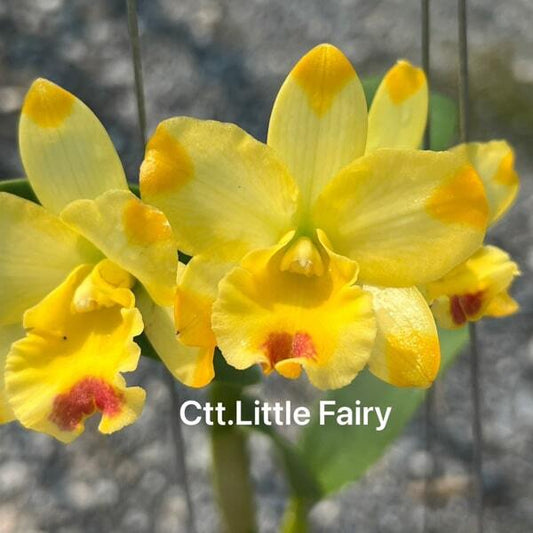 Cattlianthe orchid CTT. LITTLE FAIRY