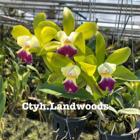 Cattleychea orchid CTYH. LANDWOODS