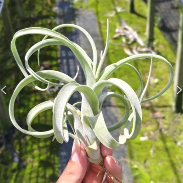 Tillandsia Curly Slim (streptophylla x intermedia) R