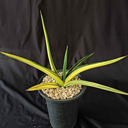 Sansevieria DOWNSII VAR