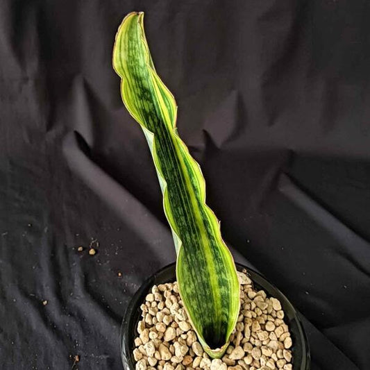Sansevieria DRACO VAR