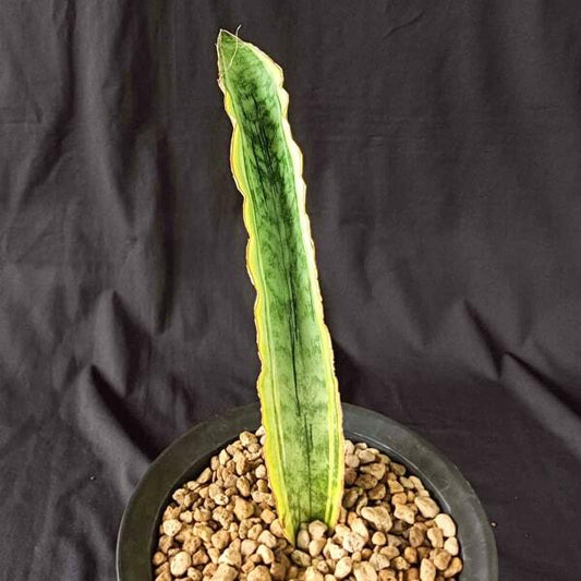 Sansevieria DRAGON JADE VAR