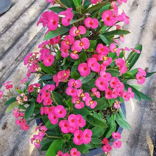Euphorbia Milii dwarf BAN YEN PURPLE