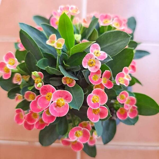 Euphorbia Milii dwarf CHOMPHU TIP