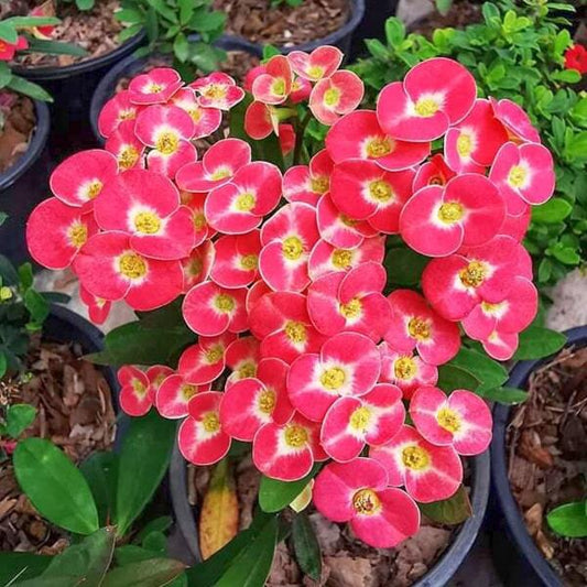 Euphorbia Milii dwarf DAO RAYIP