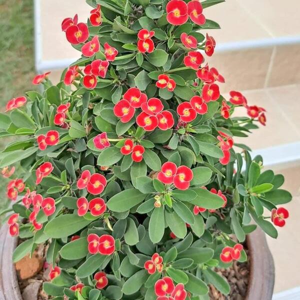 Euphorbia Milii dwarf DOUNG JAI