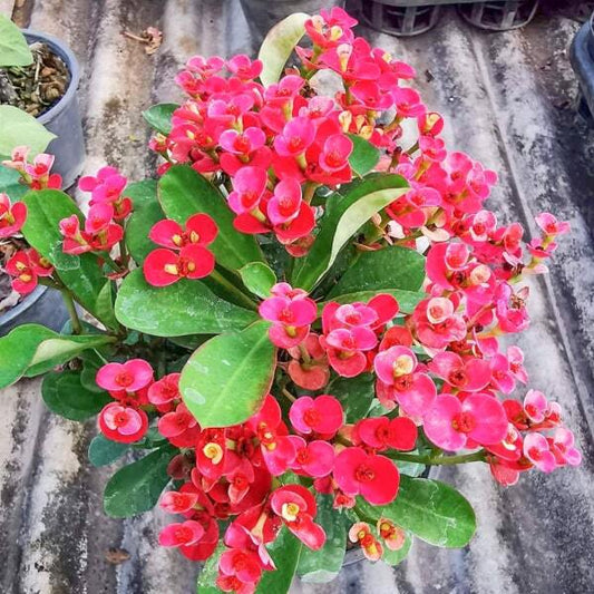 Euphorbia Milii dwarf POUNG RAYA