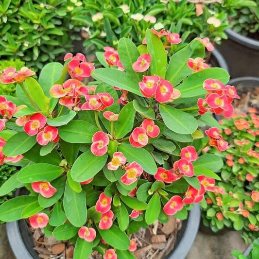 Euphorbia Milii dwarf SOM JEED