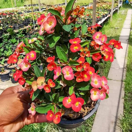Euphorbia Milii dwarf TAWAN TORSANG