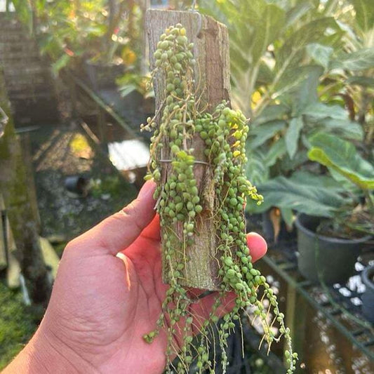 Dischidia NUMMULARIA DWARF