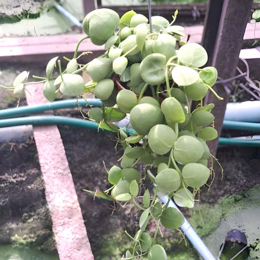 Dischidia IMBRICATA