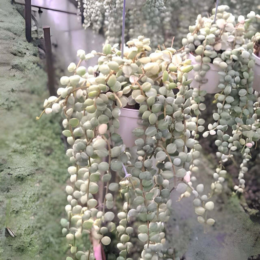 Dischidia NUMMULARIA VAR