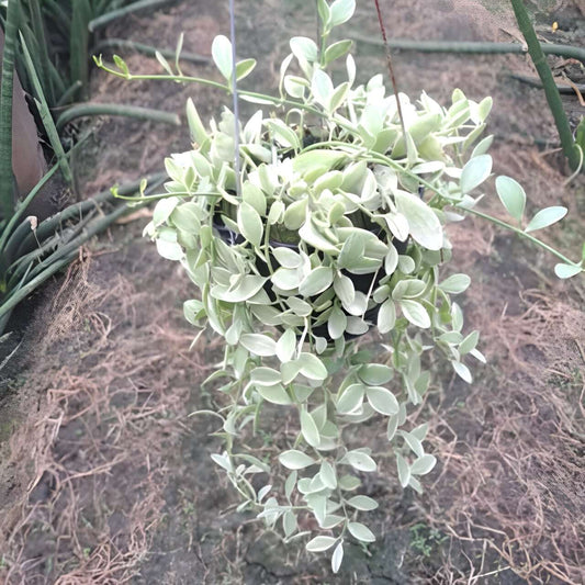Dischidia OIANTHA WHITE DIAMOND