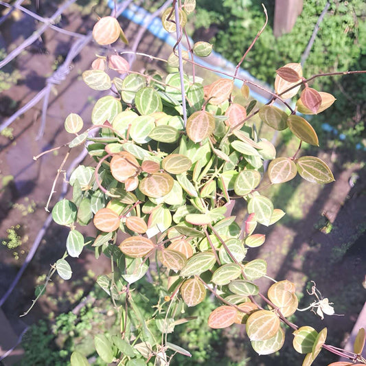 Dischidia OVATA