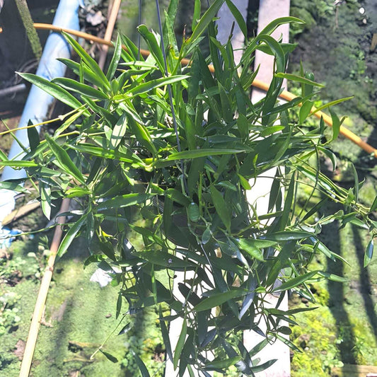Dischidia PHILIPPINES