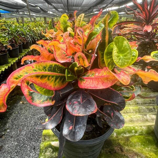 Croton DAENG MONGKOL