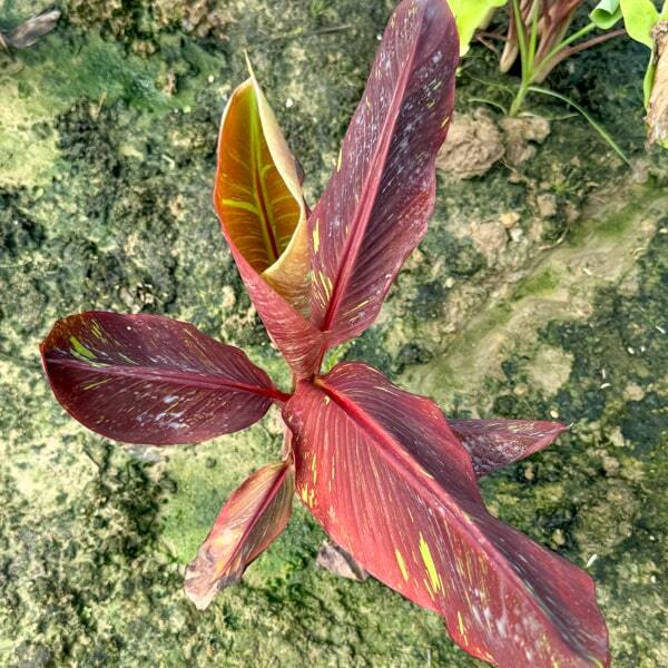 Banana variegated SIAM RUBY
